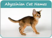 Abyssinian Cat Names