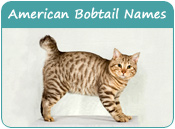 American Bobtail Cat Names