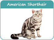 American Shorthair Cat Names