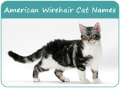 American Wirehair Cat Names