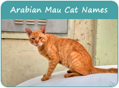 Arabian Mau Cat Names