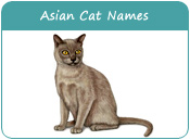 Asian Cat Names