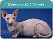 Bambino Cat Names
