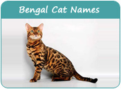 Bengal Cat Names