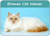 Birman Cat Names