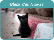 Black Cat Names