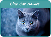 Blue Cat Names