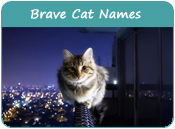Brave Cat Names