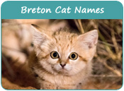 Breton Cat Names
