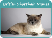 British Shorthair Cat Names
