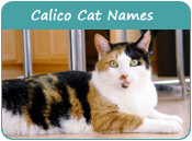 Calico Cat Names