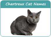 Chartreux Cat Names