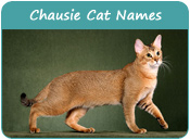 Chausie Cat Names