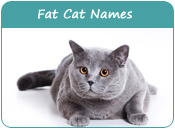 Chubby Cat Names