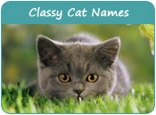 Classy Cat Names