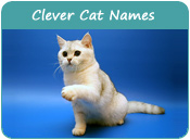 Clever Cat Names