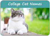 College Cat Names