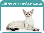 Colorpoint Shorthair Cat Names