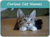 Curious Cat Names