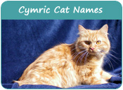 Cymric Cat Names