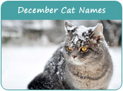 December Cat Names