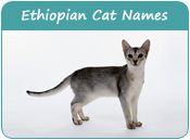 Ethiopian Cat Names