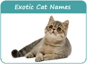 Exotic Cat Names