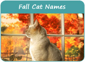 Fall Cat Names