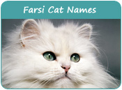 Farsi Cat Names
