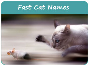 Fast Cat Names