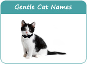 Gentle Cat Names