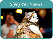 Gipsy Cat Names