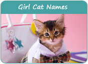 Girl Cat Names
