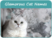 Glamorous Cat Names