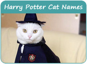 Harry Potter Cat Names
