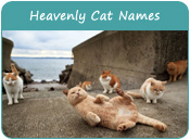 Heavenly Cat Names