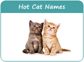 Hot Cat Names