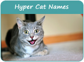 Hyper Cat Names