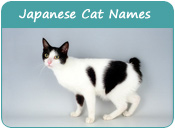 Japanese Cat Names, Names for Japanese Origin Cats, Page 1