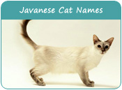 Javanese Cat Names