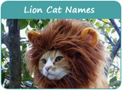 Lion Cat Names