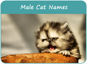 Male Cat Names