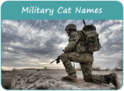 Military Cat Names