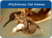 Mischievous Cat Names