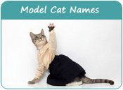 Model Cat Names