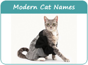 Modern Cat Names