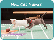 NFL Cat Names