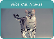 Nice Cat Names