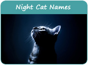 Night Cat Names