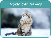 Norse Cat Names